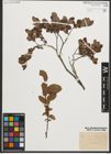 Foto von Salix myrtilloides L.